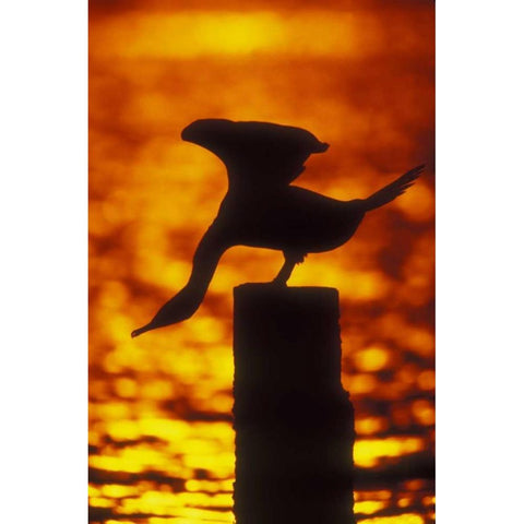 NY, Silhouette of double crested cormorant Black Modern Wood Framed Art Print by Morris, Arthur