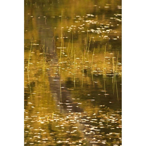 NY, Adirondack Park Fall reflections on a pond Gold Ornate Wood Framed Art Print with Double Matting by OBrien, Jay