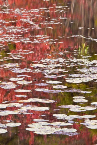 PA Autumn reflections and lily pads on lake White Modern Wood Framed Art Print with Double Matting by OBrien, Jay