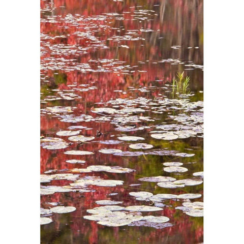 PA Autumn reflections and lily pads on lake Black Modern Wood Framed Art Print by OBrien, Jay