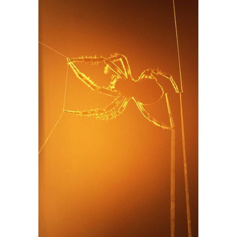 NY, Inlet Spider spinning web at sunset Black Modern Wood Framed Art Print by OBrien, Jay