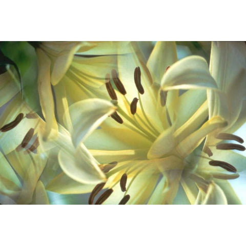 NY, Slingerlands Oriental lilies abstract Gold Ornate Wood Framed Art Print with Double Matting by Noble Gardner, Nancy