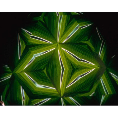 NY, Slingerlands A kaleidoscope of  iris leaves Black Modern Wood Framed Art Print by Noble Gardner, Nancy