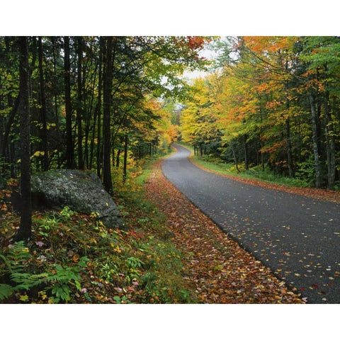 NY, Adirondack Mts Autumn trees line road White Modern Wood Framed Art Print by Terrill, Steve