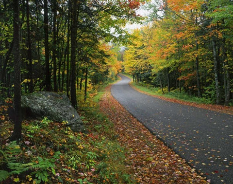NY, Adirondack Mts Autumn trees line road White Modern Wood Framed Art Print with Double Matting by Terrill, Steve