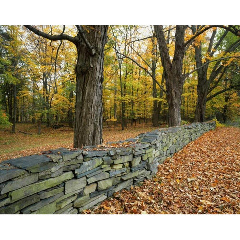 New York, Greene County Hand-built stone fence Black Modern Wood Framed Art Print by Terrill, Steve