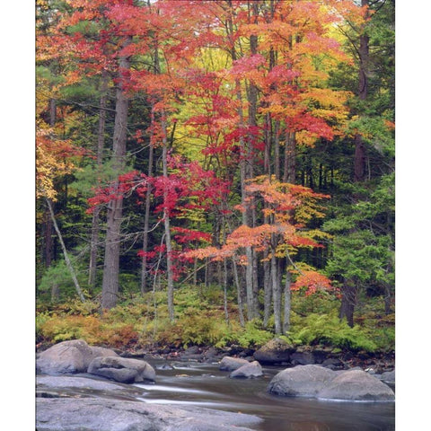 USA, New York, Autumn in the Adirondack Mountains Black Modern Wood Framed Art Print by Talbot Frank, Christopher