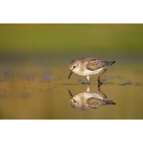 New York City, Semipalmated sandpiper hunts Gold Ornate Wood Framed Art Print with Double Matting by Morris, Arthur