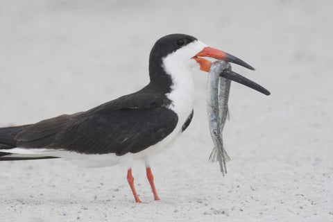 NY, Point Lookout Black skimmer with fish White Modern Wood Framed Art Print with Double Matting by Morris, Arthur