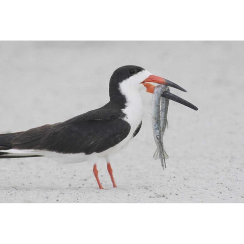 NY, Point Lookout Black skimmer with fish Black Modern Wood Framed Art Print with Double Matting by Morris, Arthur