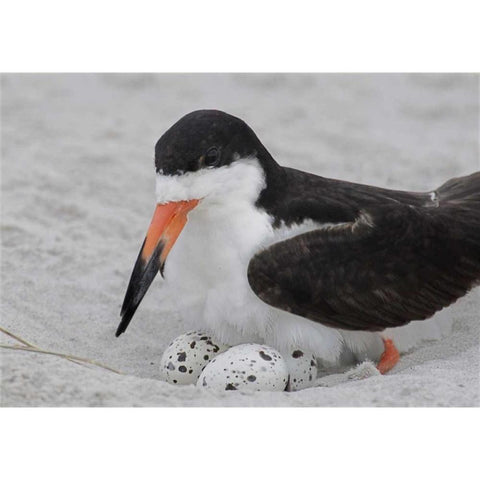 NY, Nickerson Beach Black skimmer sits on eggs Gold Ornate Wood Framed Art Print with Double Matting by Morris, Arthur