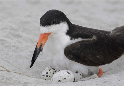 NY, Nickerson Beach Black skimmer sits on eggs White Modern Wood Framed Art Print with Double Matting by Morris, Arthur