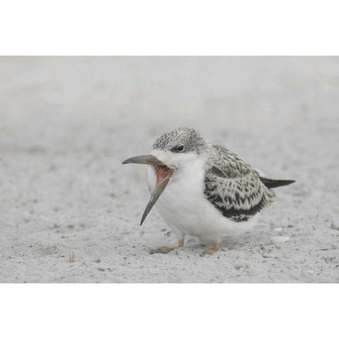 NY, Nickerson Beach, Black skimmer chick on beach Black Modern Wood Framed Art Print by Morris, Arthur