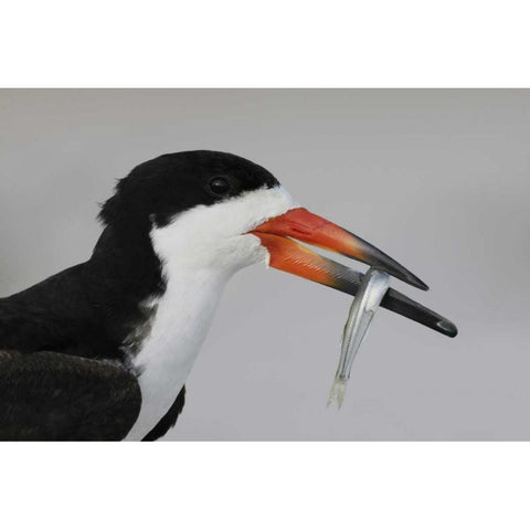 NY, Nickerson Beach, Black skimmer carrying fish Black Modern Wood Framed Art Print by Morris, Arthur