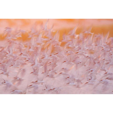 NY, Nickerson Beach, Abstract of common terns Black Modern Wood Framed Art Print by Morris, Arthur