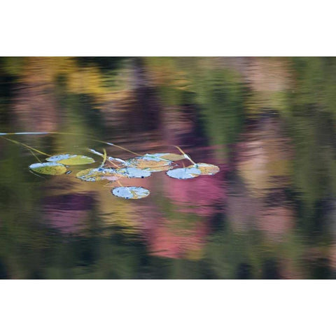 NY, Adirondack Lily pads amid fall reflections Black Modern Wood Framed Art Print by Rotenberg, Nancy