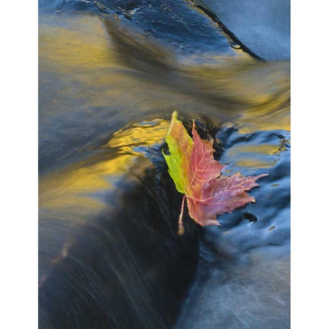 NY, Adirondack Mts Maple leaf floats downstream Black Modern Wood Framed Art Print by Rotenberg, Nancy