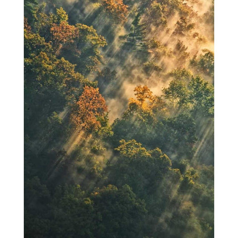 NY, Letchworth SP Sunrise lights foggy forest Black Modern Wood Framed Art Print by OBrien, Jay