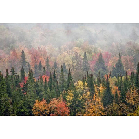 USA, New York, Adirondacks State Park White Modern Wood Framed Art Print by OBrien, Jay