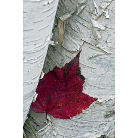 New York, Inlet Maple leaf on aspen tree trunk Black Modern Wood Framed Art Print with Double Matting by OBrien, Jay