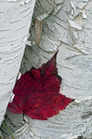 New York, Inlet Maple leaf on aspen tree trunk White Modern Wood Framed Art Print with Double Matting by OBrien, Jay