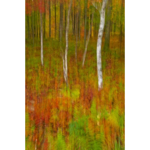 New York, Inlet Abstract of autumn forest scene White Modern Wood Framed Art Print by OBrien, Jay
