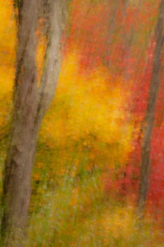 Image Only