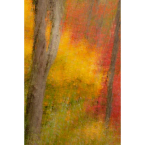 New York, Inlet Abstract of autumn forest scene Gold Ornate Wood Framed Art Print with Double Matting by OBrien, Jay