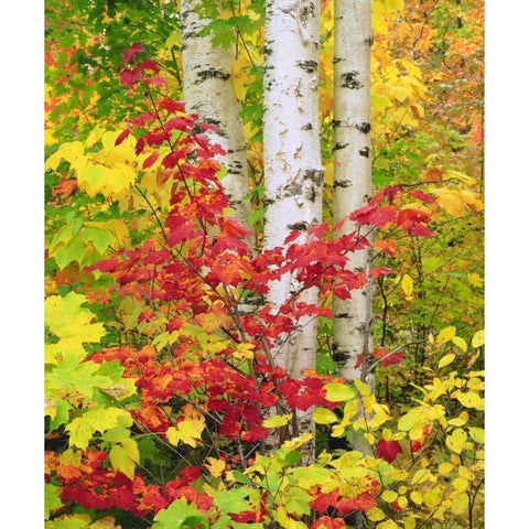 NY, Adirondack Park, Autumn of Birch and Maples White Modern Wood Framed Art Print by Talbot Frank, Christopher