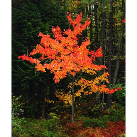 New York, Adirondack Park, Autumn Maple trees Black Modern Wood Framed Art Print by Talbot Frank, Christopher