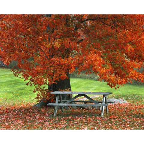 New York, West Park Bench under maple in autumn White Modern Wood Framed Art Print by Terrill, Steve