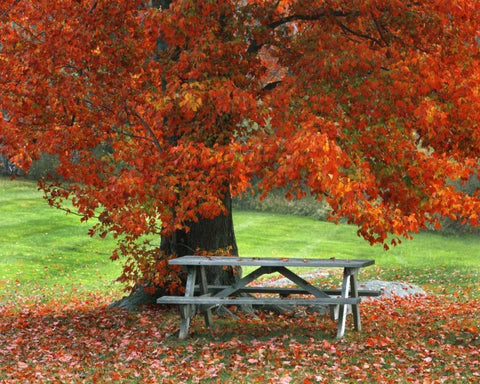 New York, West Park Bench under maple in autumn Black Ornate Wood Framed Art Print with Double Matting by Terrill, Steve