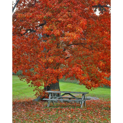 New York, West Park Bench under maple in autumn Black Modern Wood Framed Art Print with Double Matting by Terrill, Steve