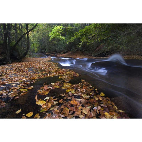 New York, Adirondack Mts Leaves and stream Black Modern Wood Framed Art Print by Rotenberg, Nancy