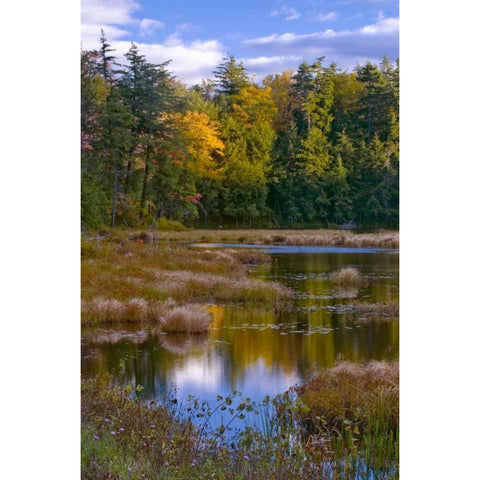 NY, Adirondack Mts Forest reflections in pond Black Modern Wood Framed Art Print with Double Matting by Rotenberg, Nancy