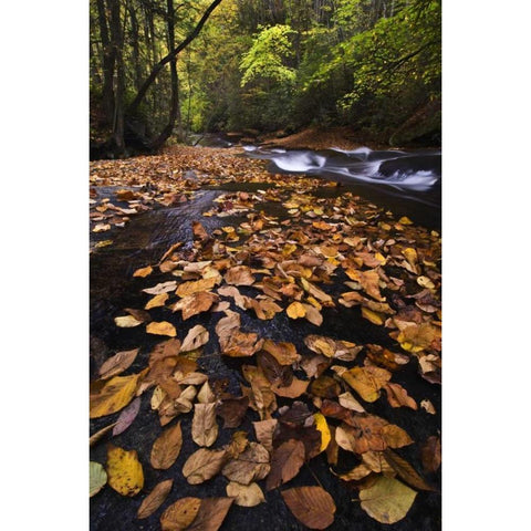 New York, Adirondack Mts Leaves and stream Gold Ornate Wood Framed Art Print with Double Matting by Rotenberg, Nancy