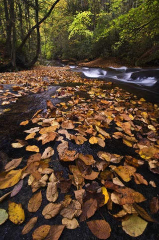 New York, Adirondack Mts Leaves and stream Black Ornate Wood Framed Art Print with Double Matting by Rotenberg, Nancy