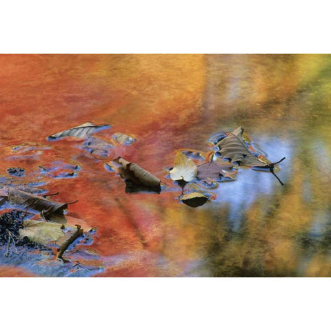 NY, Adirondack Mts Autumn reflections in stream Black Modern Wood Framed Art Print with Double Matting by Rotenberg, Nancy