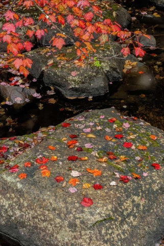 NY, Adirondack Mountains Autumn leaves on rock Black Ornate Wood Framed Art Print with Double Matting by OBrien, Jay