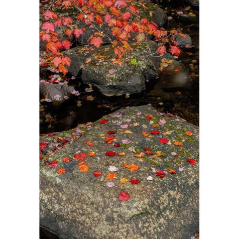 NY, Adirondack Mountains Autumn leaves on rock Black Modern Wood Framed Art Print with Double Matting by OBrien, Jay