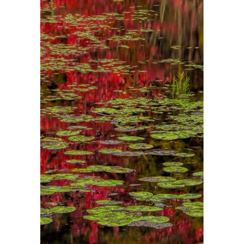 NY, Adirondacks Lily pads and fall reflections Black Modern Wood Framed Art Print by OBrien, Jay