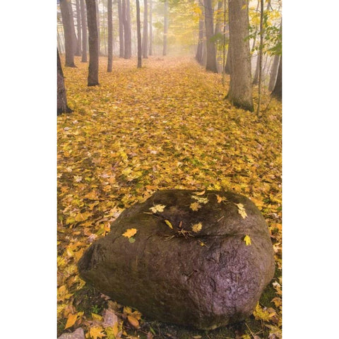 New York, Letchworth SP Autumn forest scenic White Modern Wood Framed Art Print by OBrien, Jay
