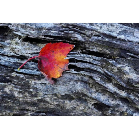 New York, Adirondack Mountains Leaf on dark rock Black Modern Wood Framed Art Print with Double Matting by OBrien, Jay