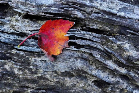 New York, Adirondack Mountains Leaf on dark rock Black Ornate Wood Framed Art Print with Double Matting by OBrien, Jay