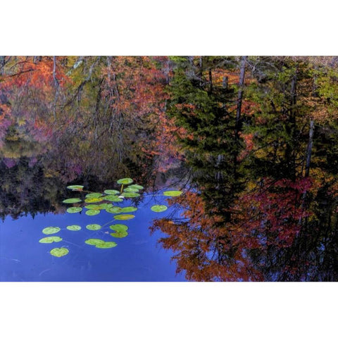 NY, Adirondack Mts Trees reflecting in water Black Modern Wood Framed Art Print by OBrien, Jay