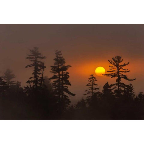 NY, Adirondack Mts Forest silhouette at sunset Gold Ornate Wood Framed Art Print with Double Matting by OBrien, Jay