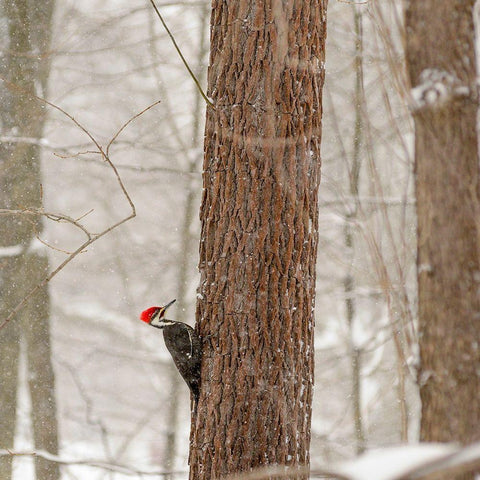 New York State-Westchester County-male Pileated Woodpecker-perched on a tree-snowing Black Modern Wood Framed Art Print by Sullivan, Karen Ann