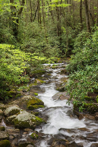Cascading mountain stream-Great Smoky Mountains National Park-Tennessee-North Carolina White Modern Wood Framed Art Print with Double Matting by Jones, Adam