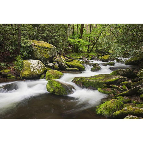 Cascading mountain stream-Great Smoky Mountains National Park-Tennessee-North Carolina Gold Ornate Wood Framed Art Print with Double Matting by Jones, Adam