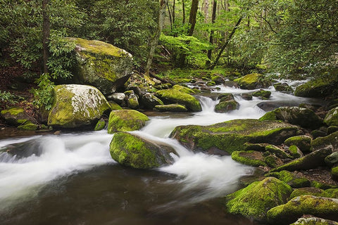 Cascading mountain stream-Great Smoky Mountains National Park-Tennessee-North Carolina Black Ornate Wood Framed Art Print with Double Matting by Jones, Adam